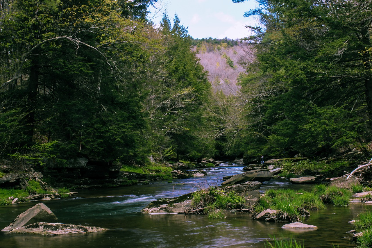 creek forest mountain free photo