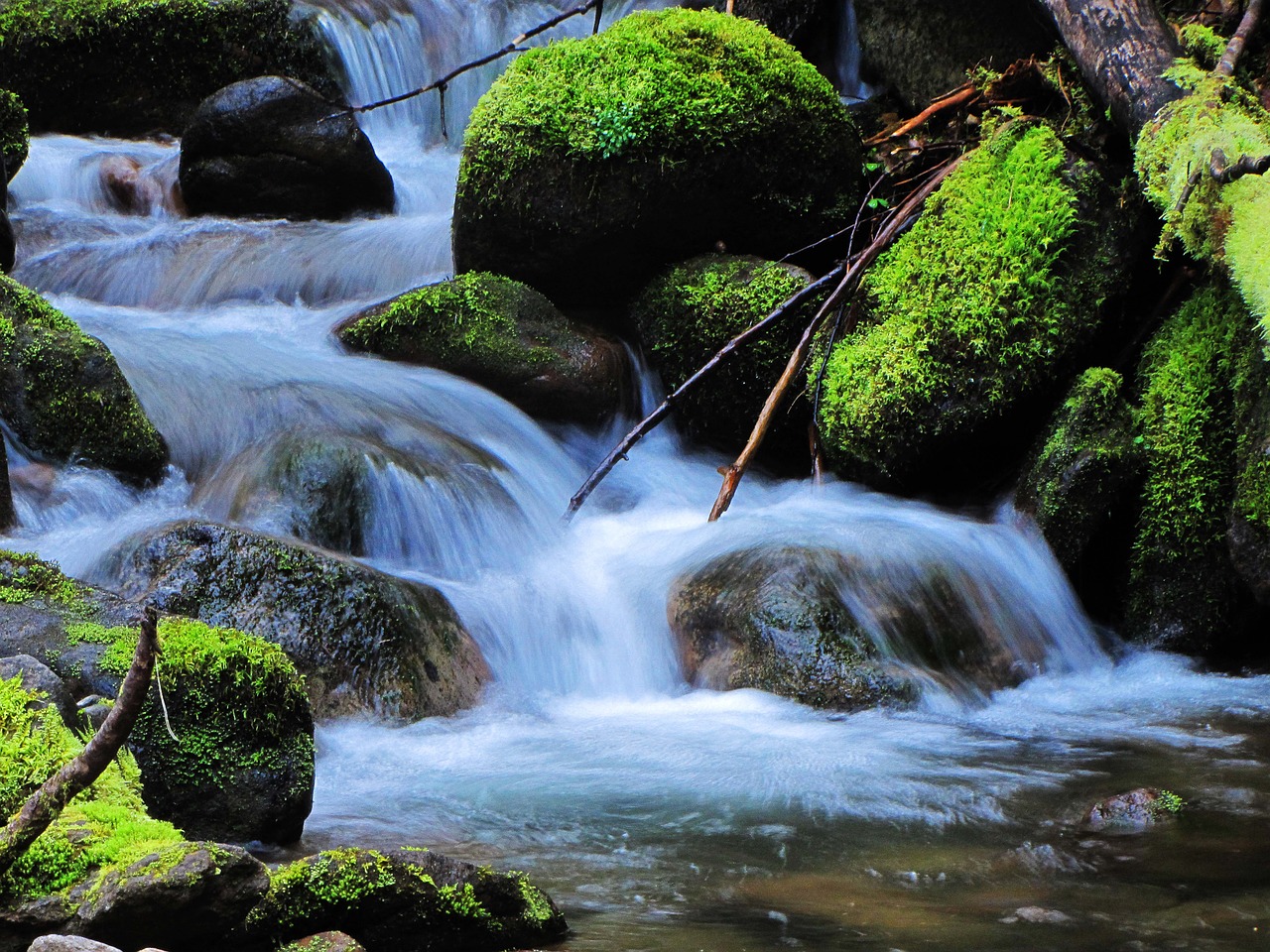 creek nature natural free photo