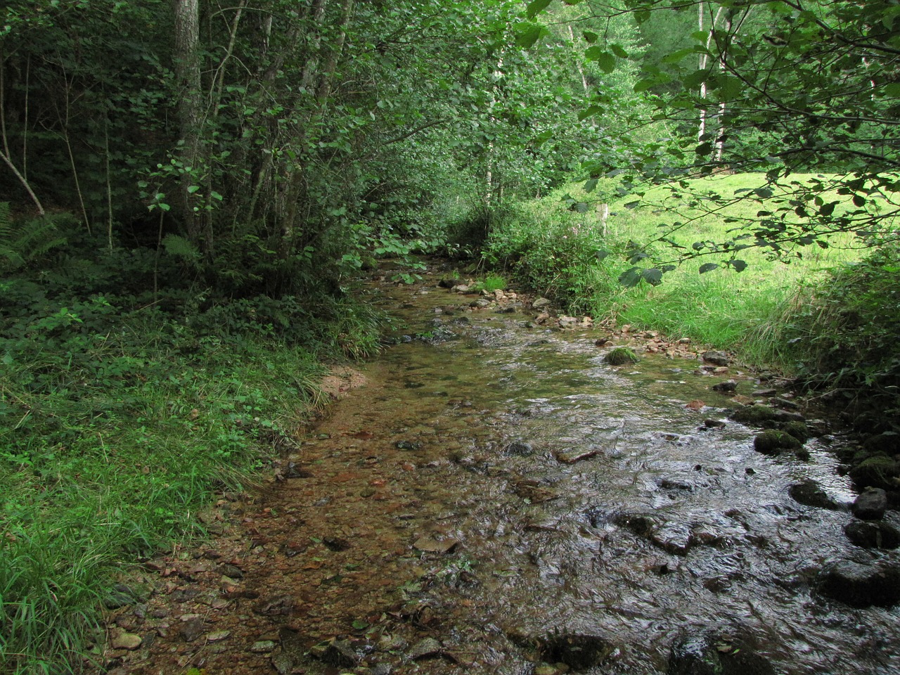 creek nature field free photo