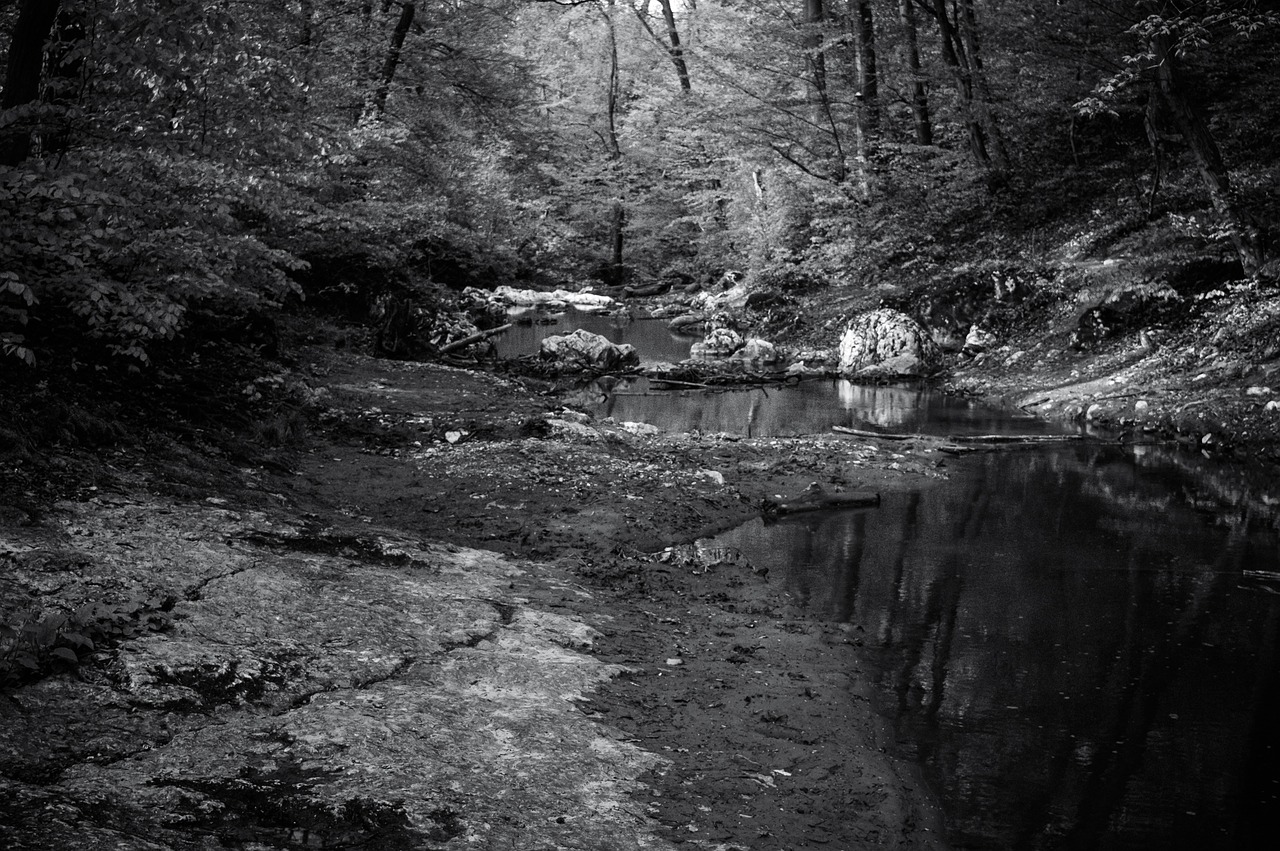 creek black and white spring free photo