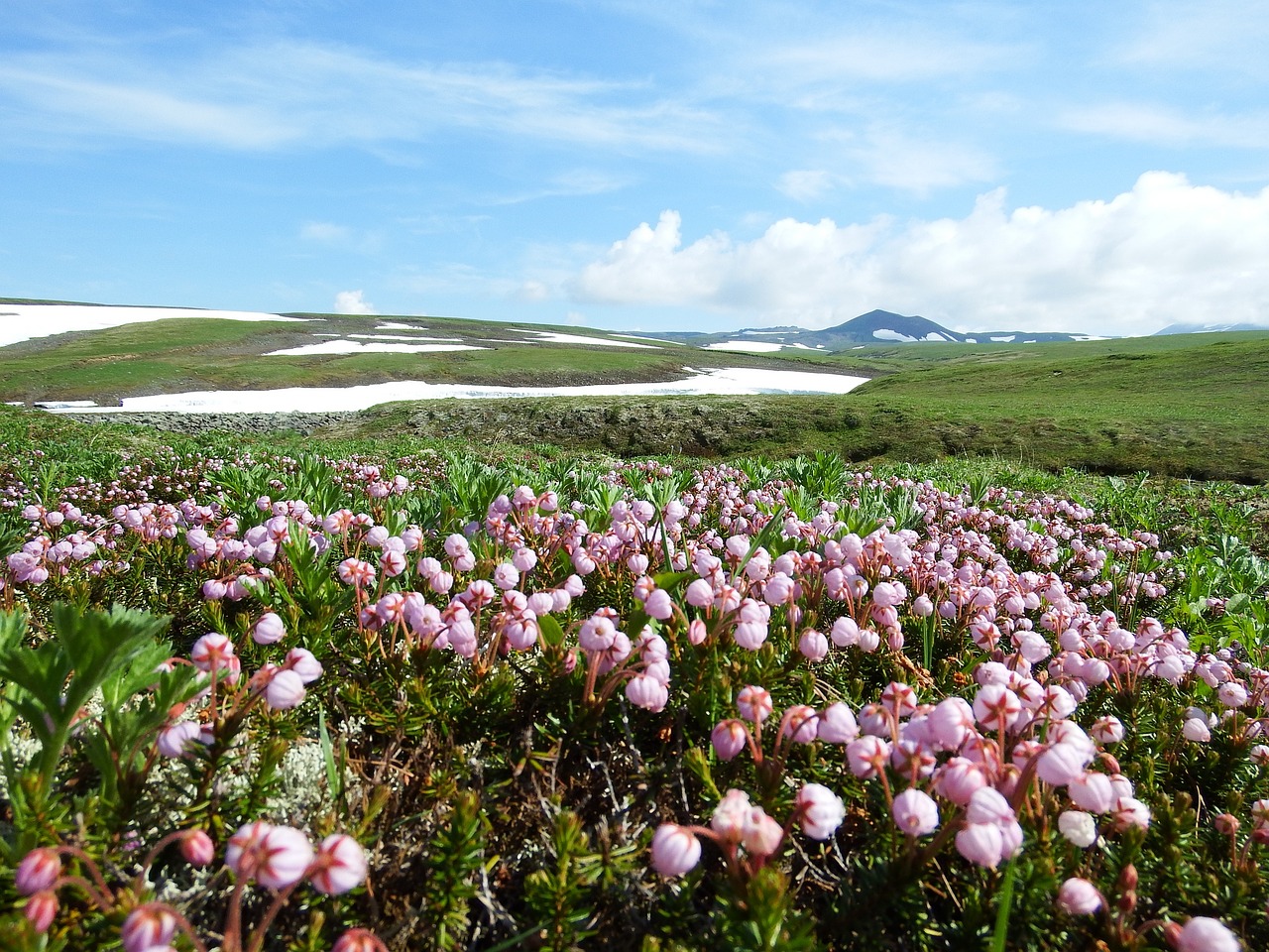 creek mountain plateau flowers free photo