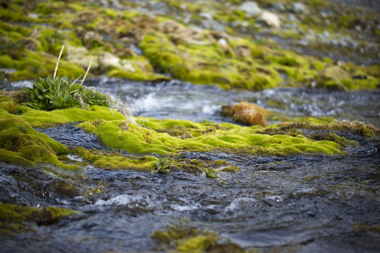 creek river nature free photo