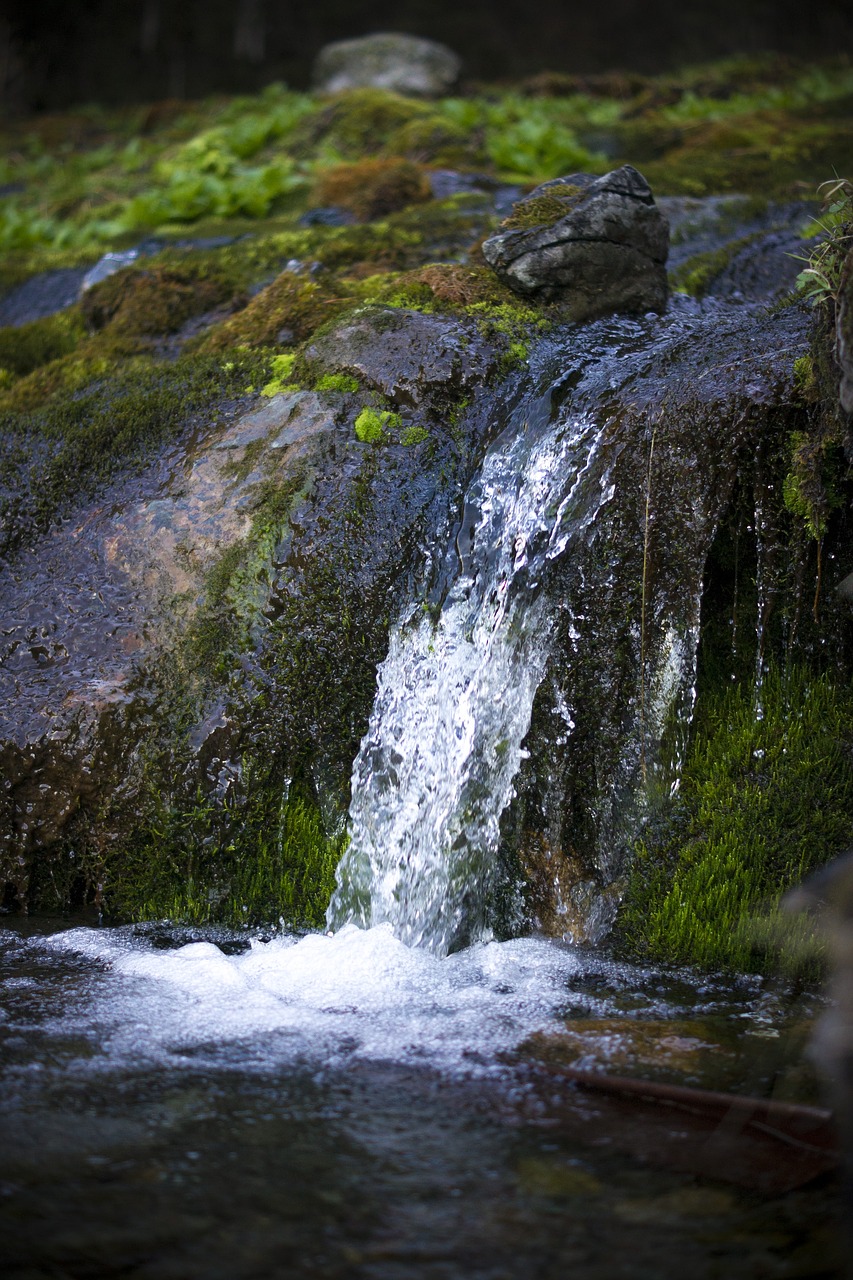 creek water mountain altai free photo