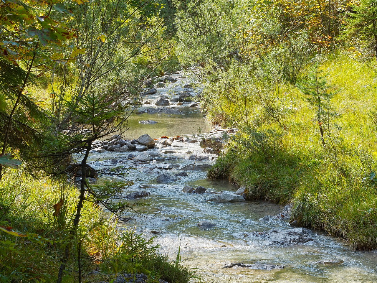 creek water courses river free photo