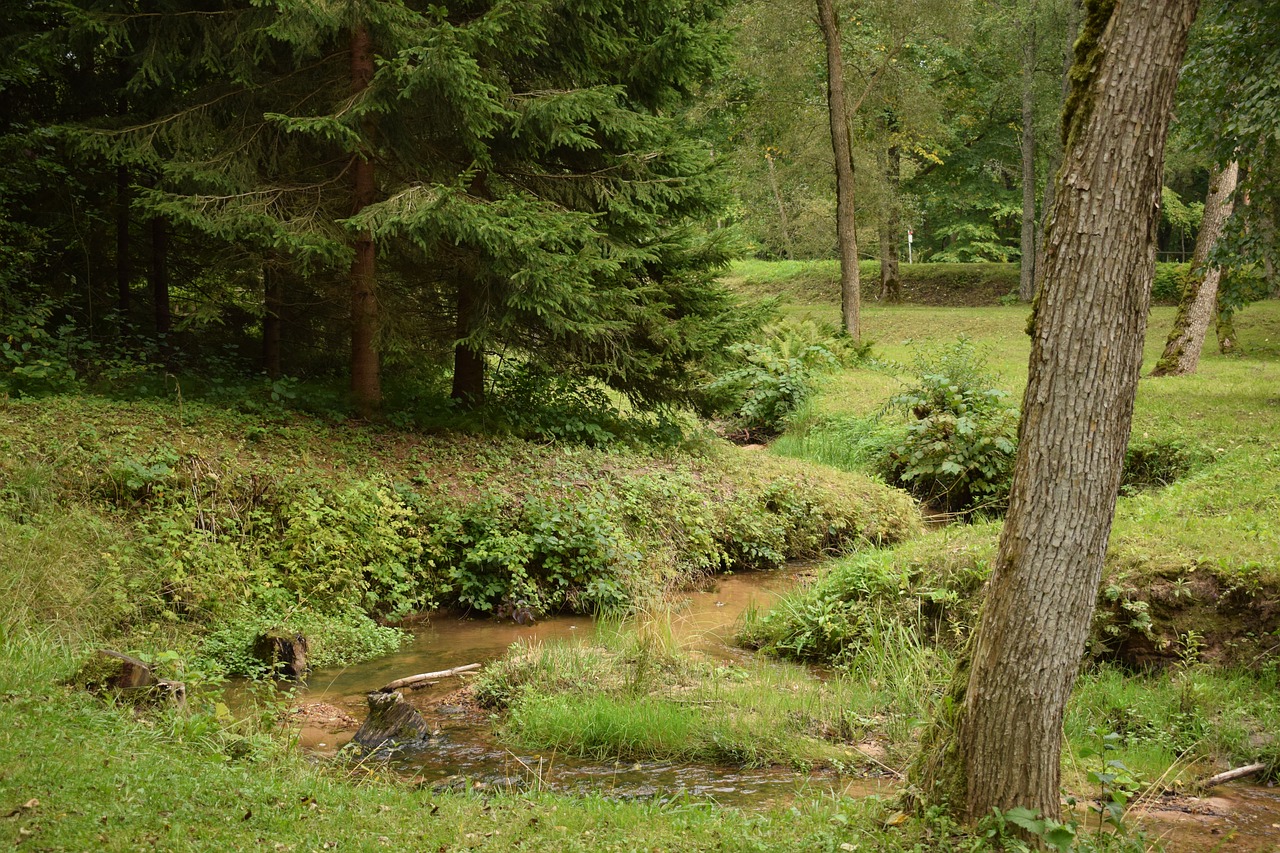 creek forest nature free photo