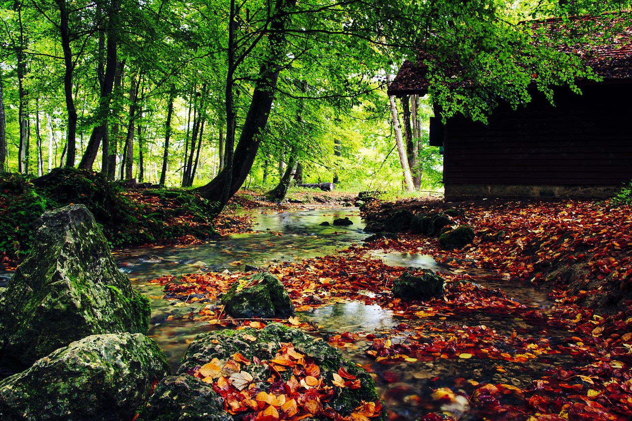 creek autumn fall leaves free photo