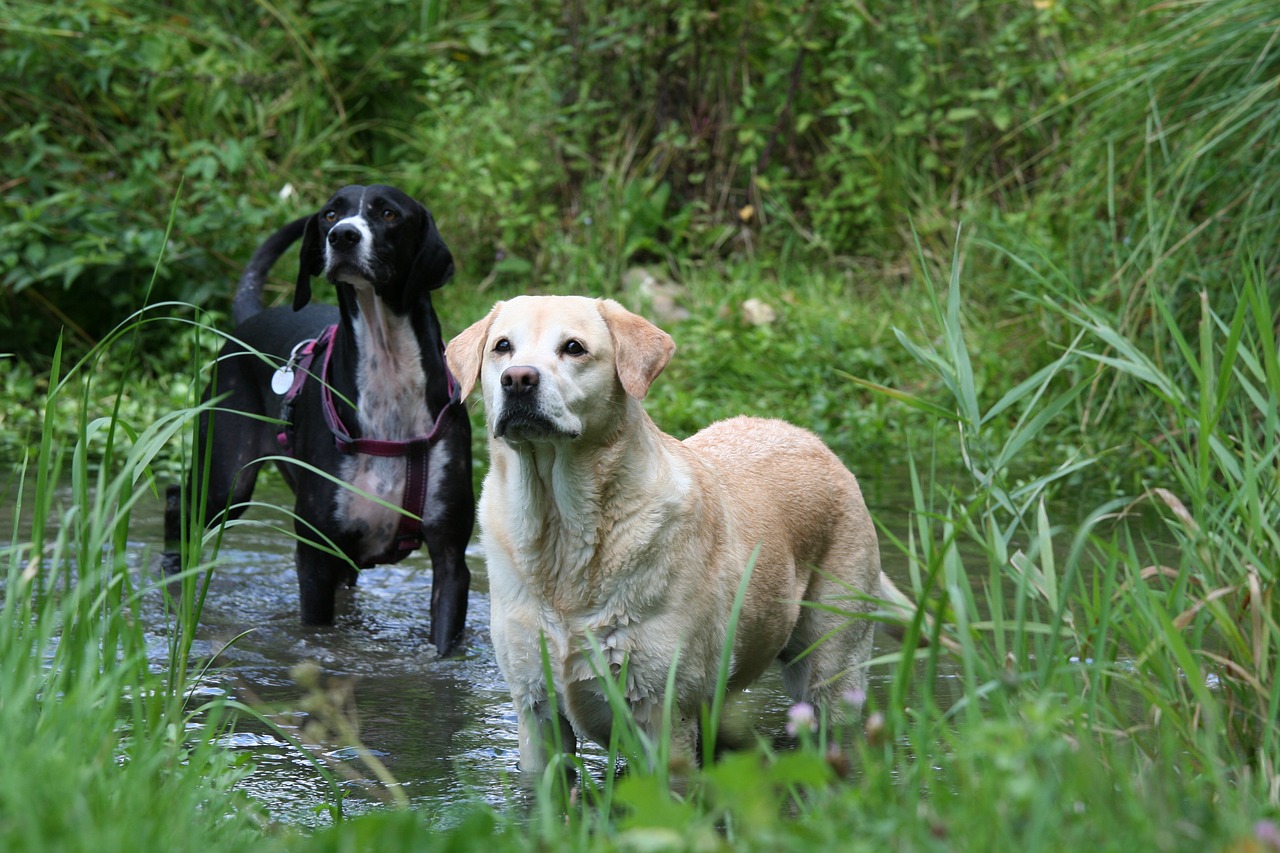 creek mare dog free photo