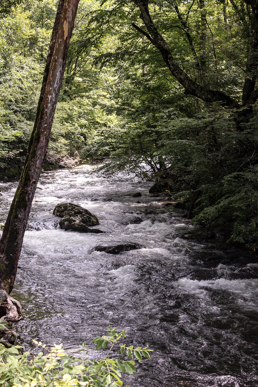 creek  rocks  stream free photo