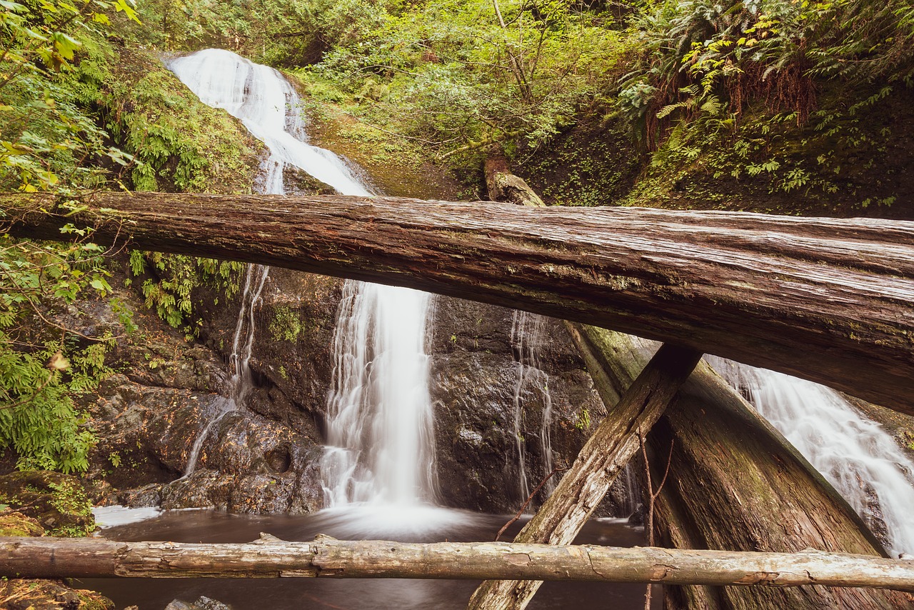 creek  forest  logs free photo