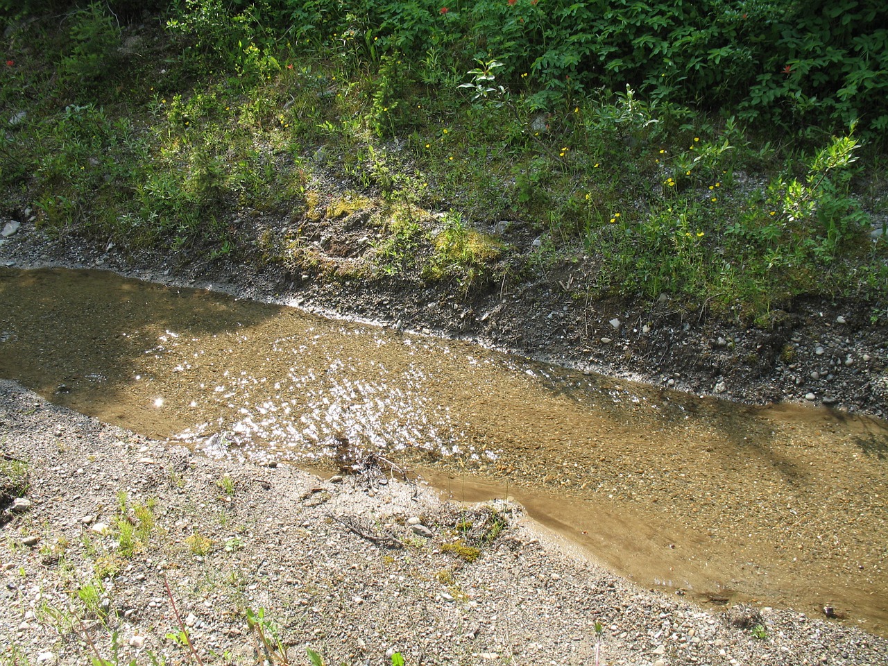 creek nature water free photo