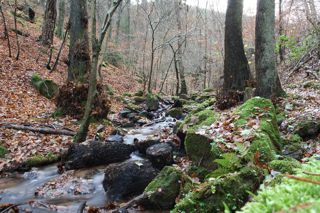 creek  winter  mystical free photo