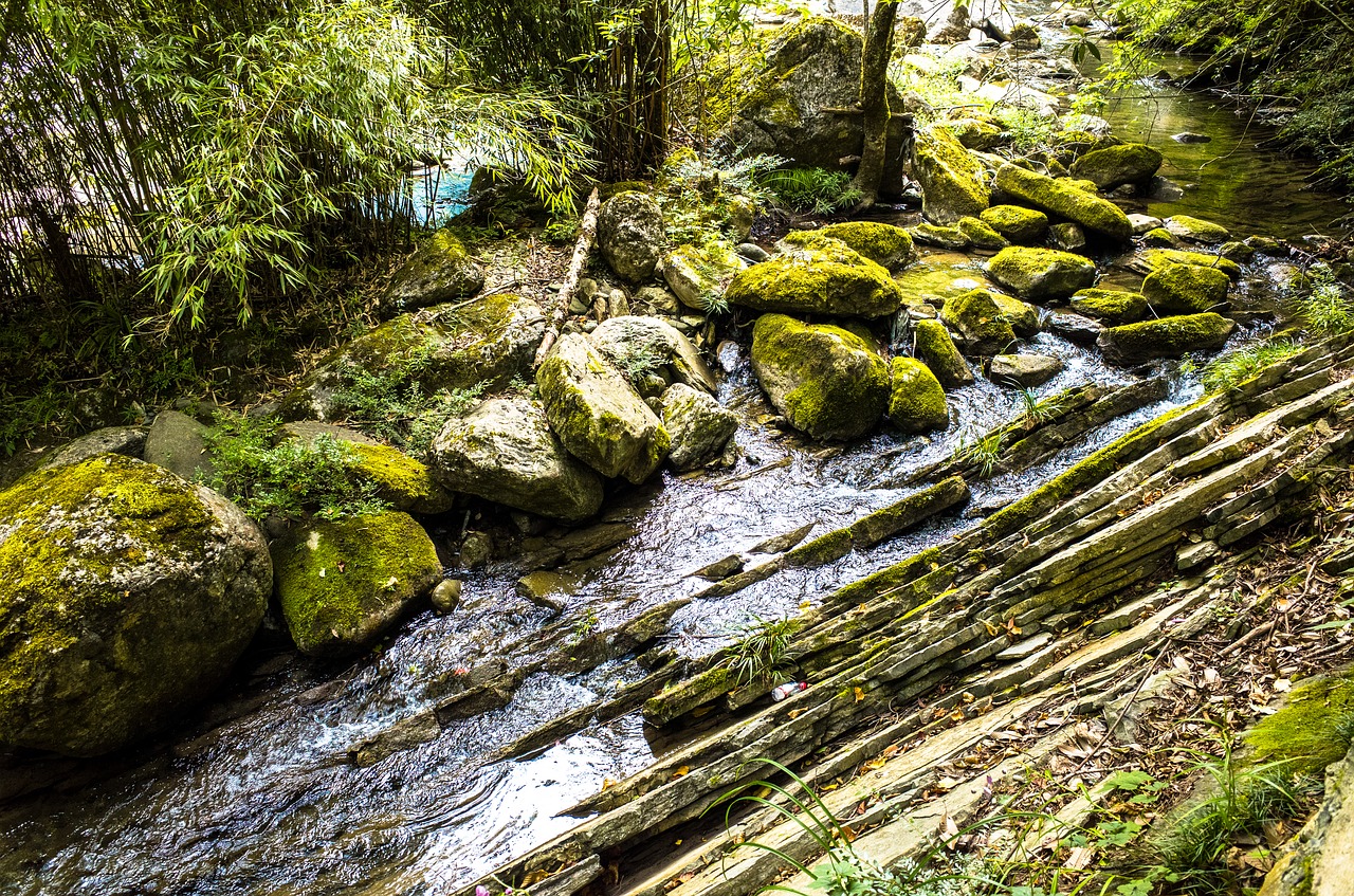 creek  moss  fall free photo