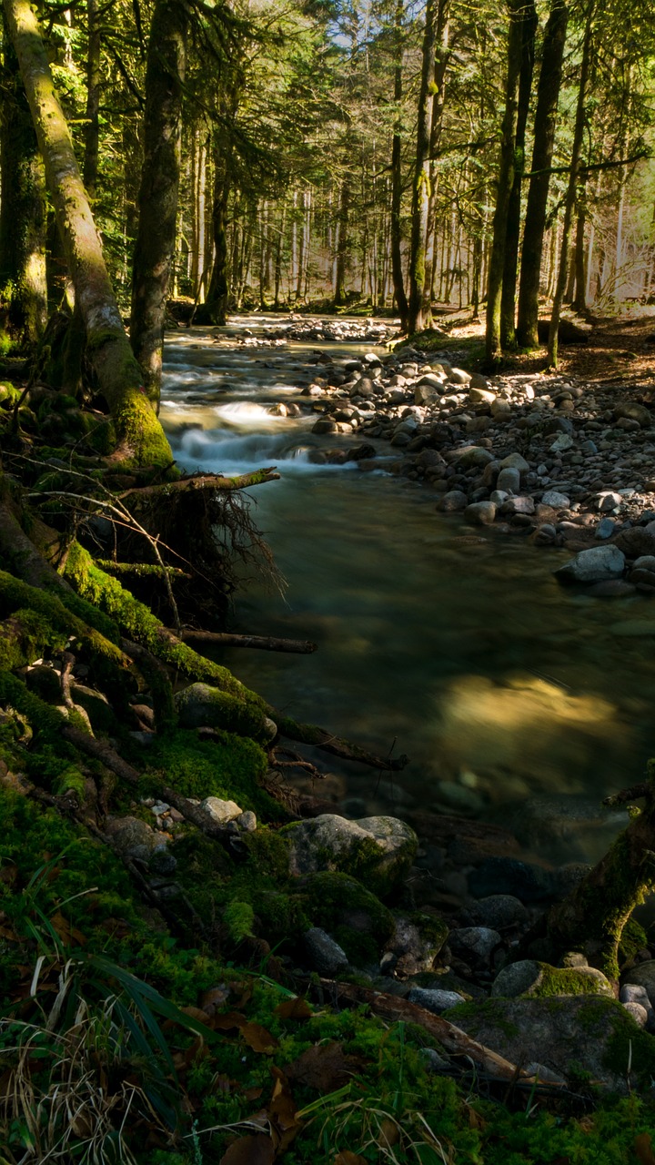 creek  vosges  nature free photo