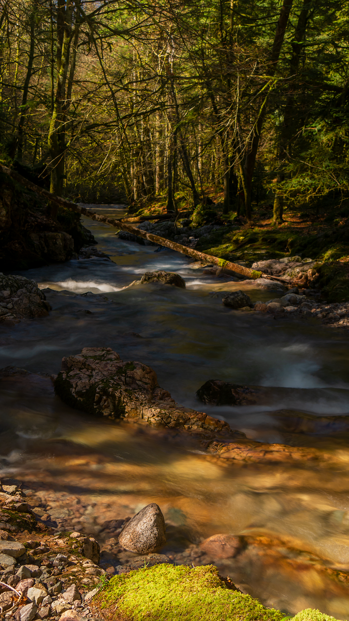 creek  vosges  torrent free photo