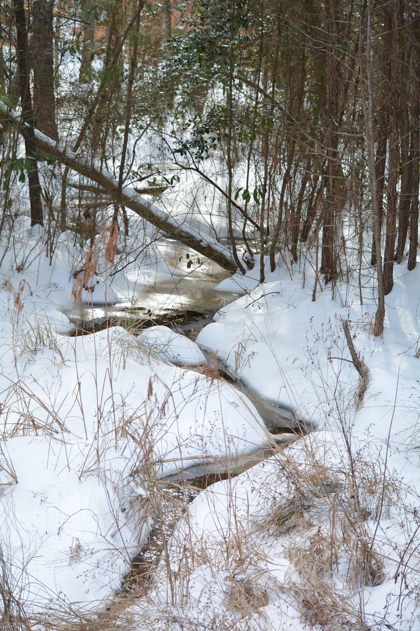 creek winter forest free photo