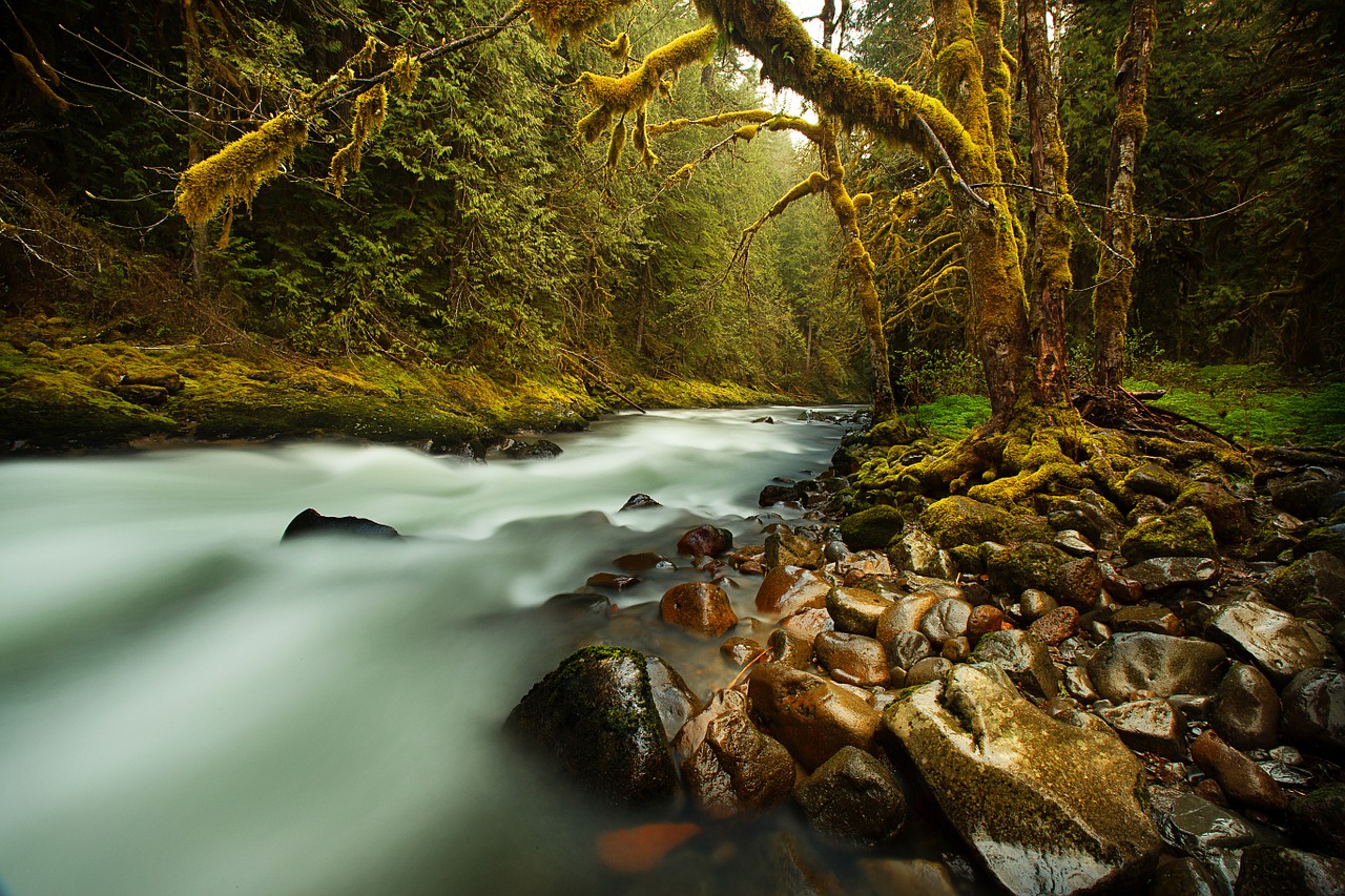 creek stream forest free photo
