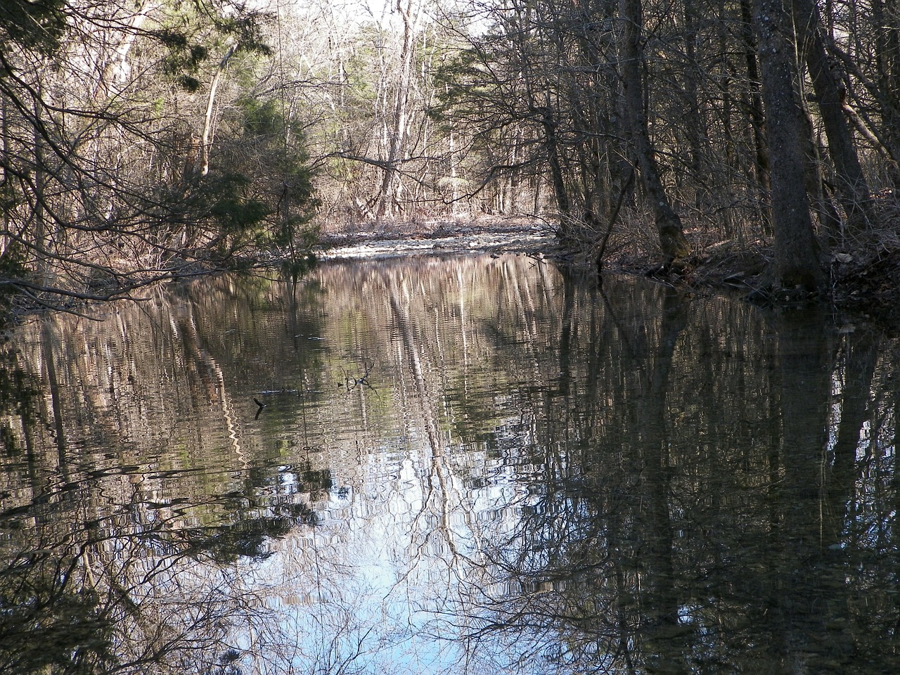 creek brook stream free photo
