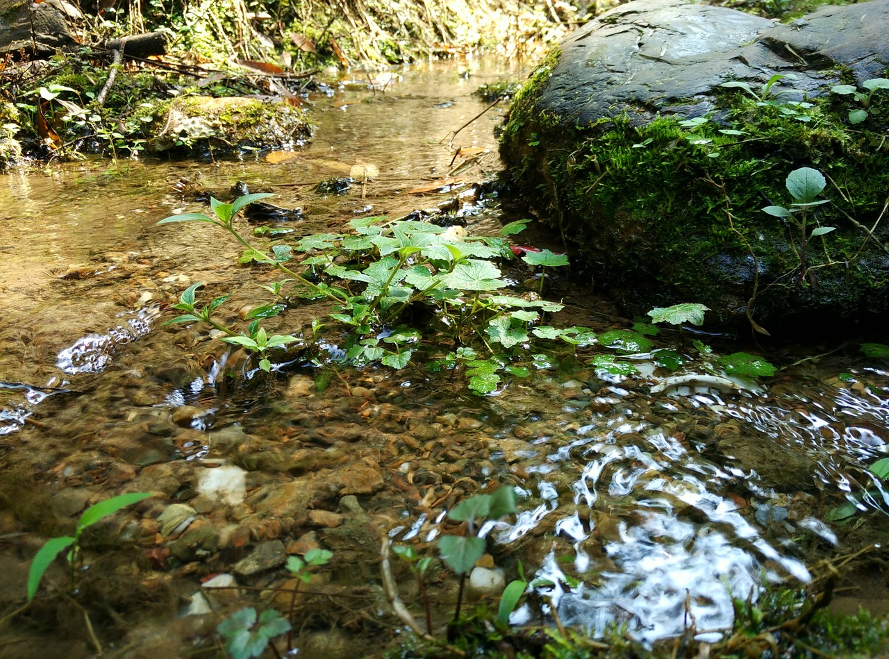 creek moss running water free photo