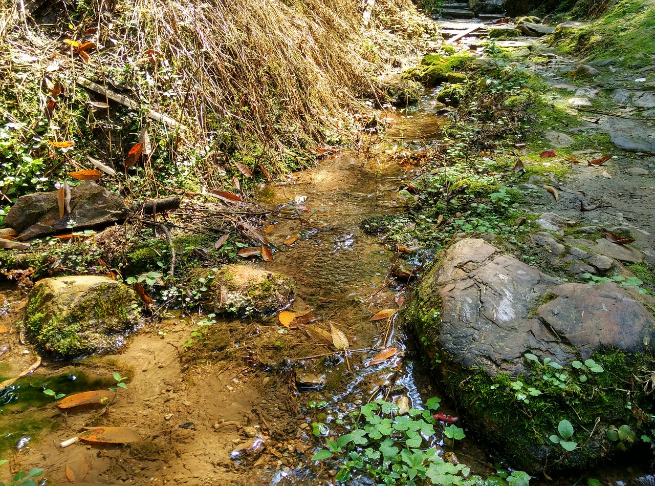 creek moss running water free photo