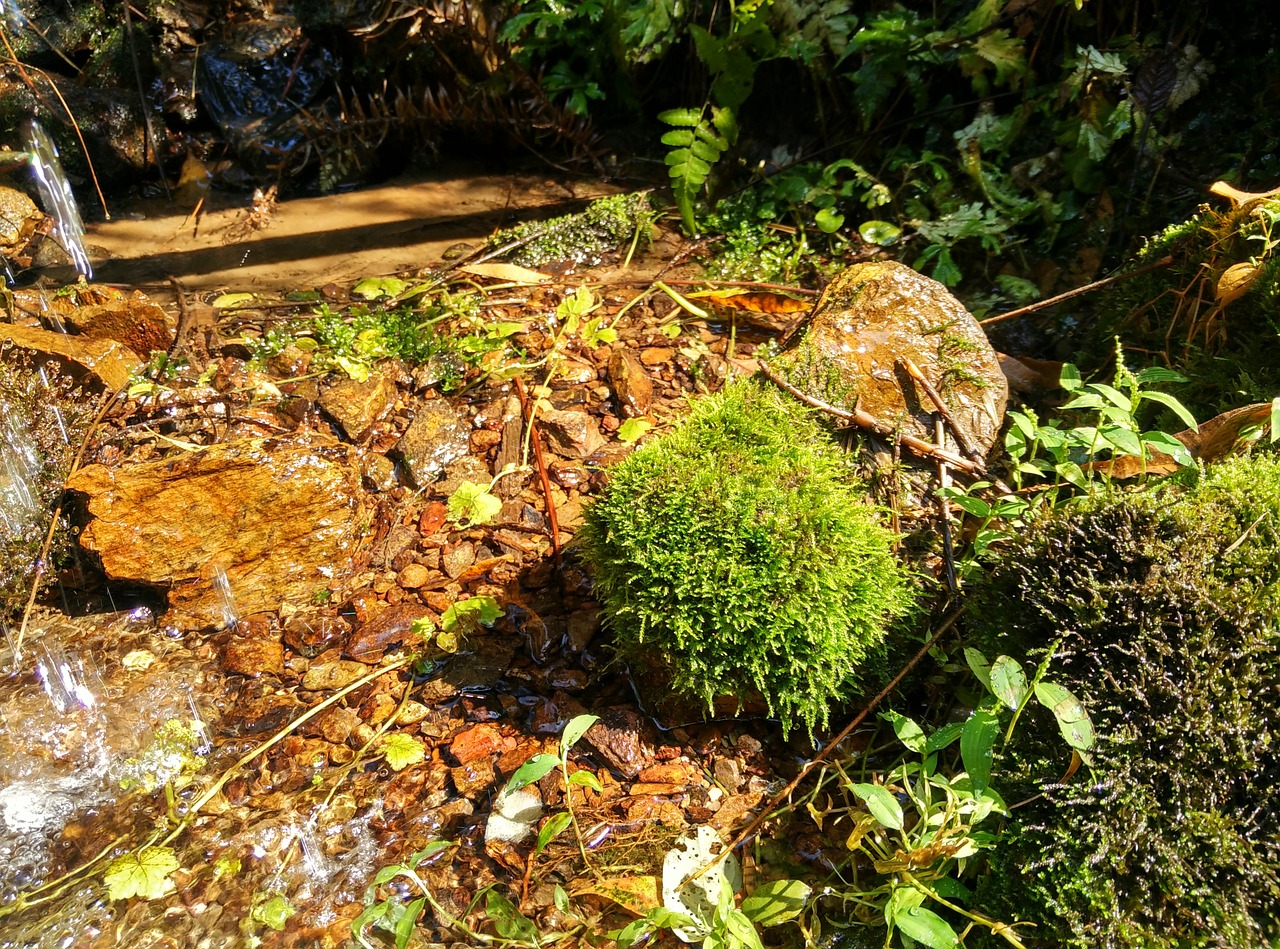 creek moss running water free photo