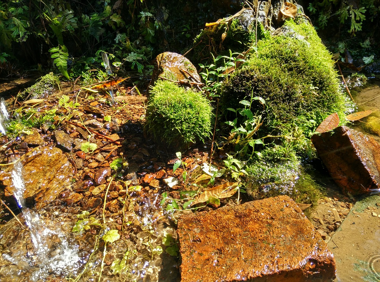 creek moss running water free photo