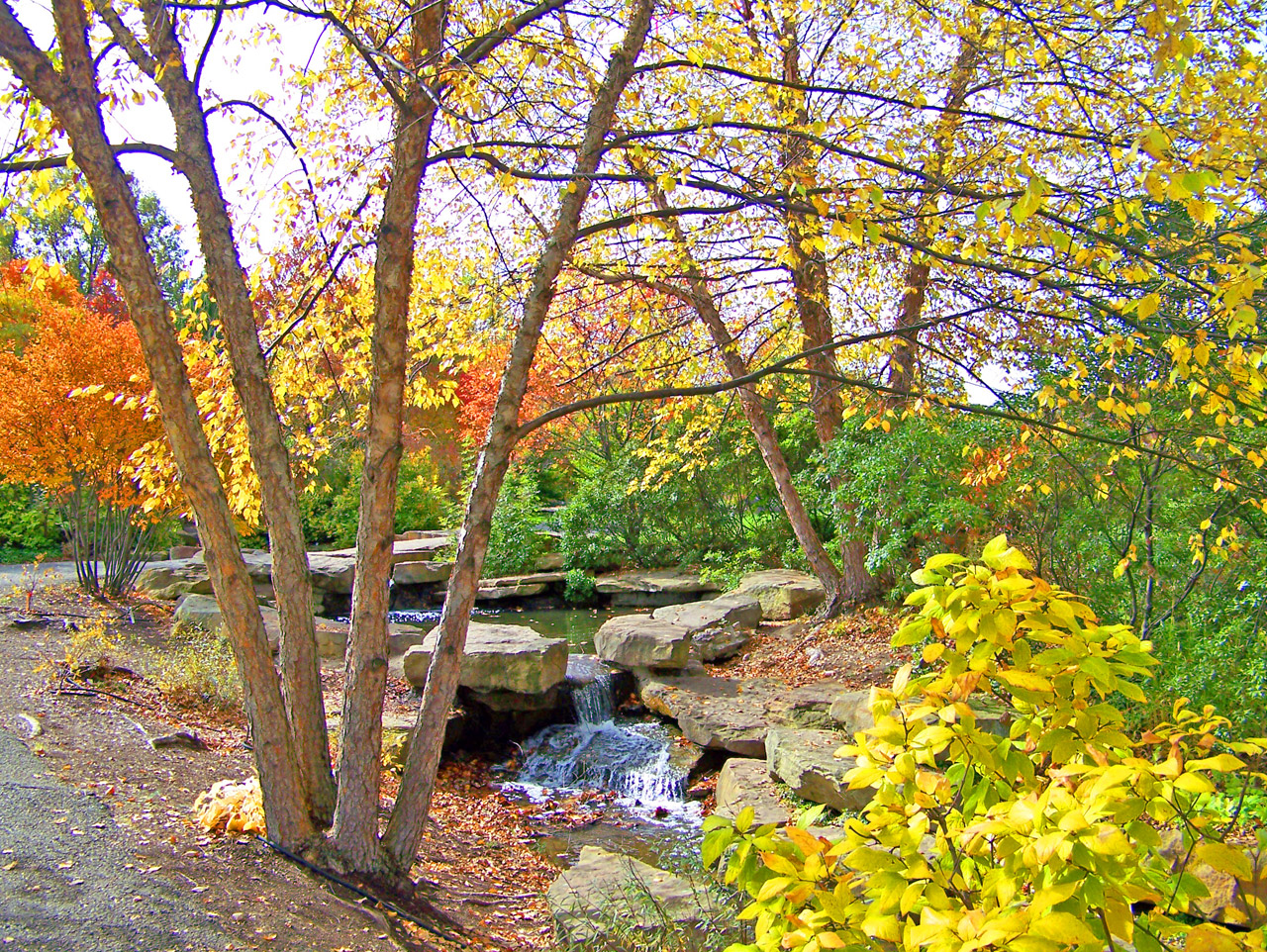 creek trees fall free photo