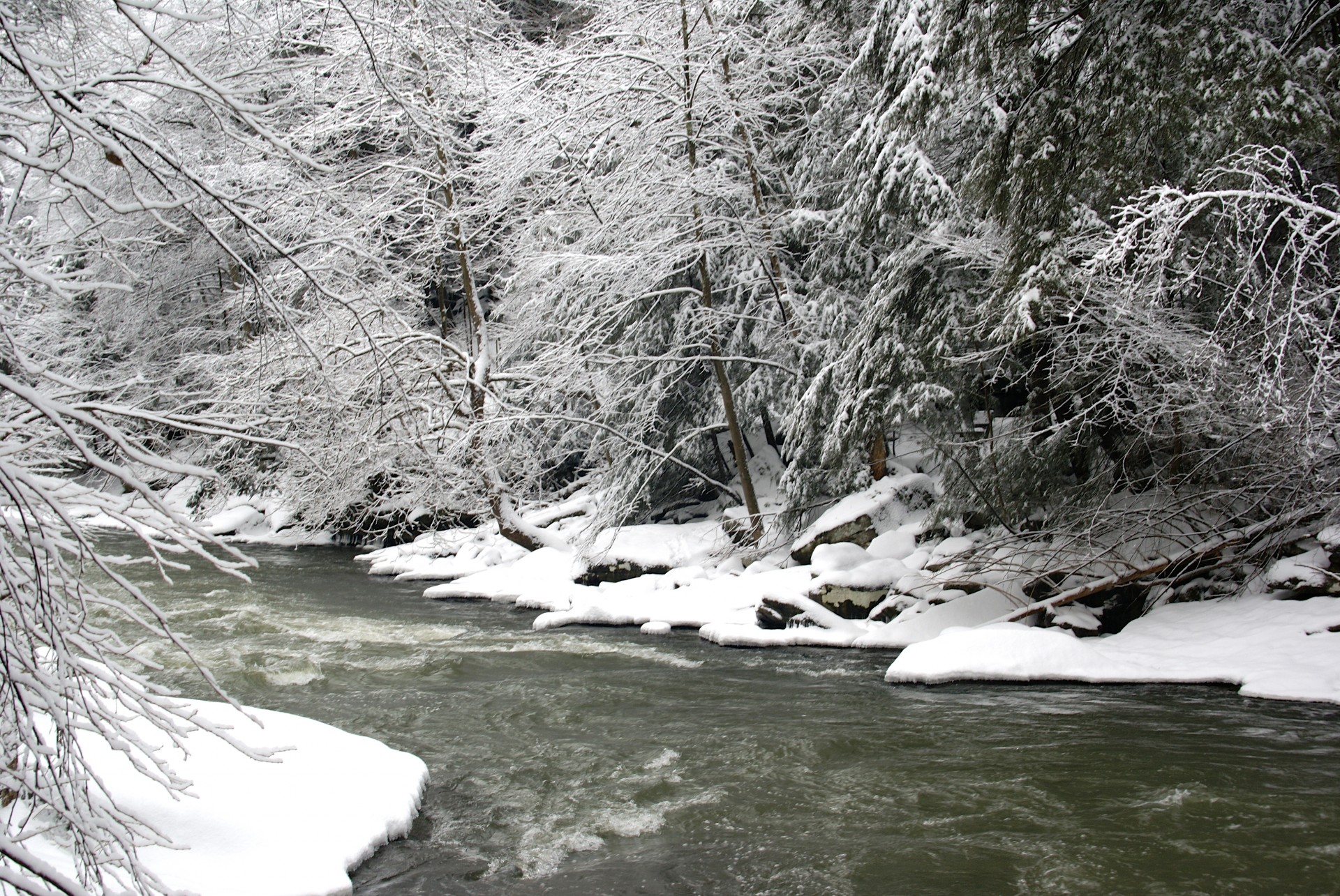 bough christmas cold free photo