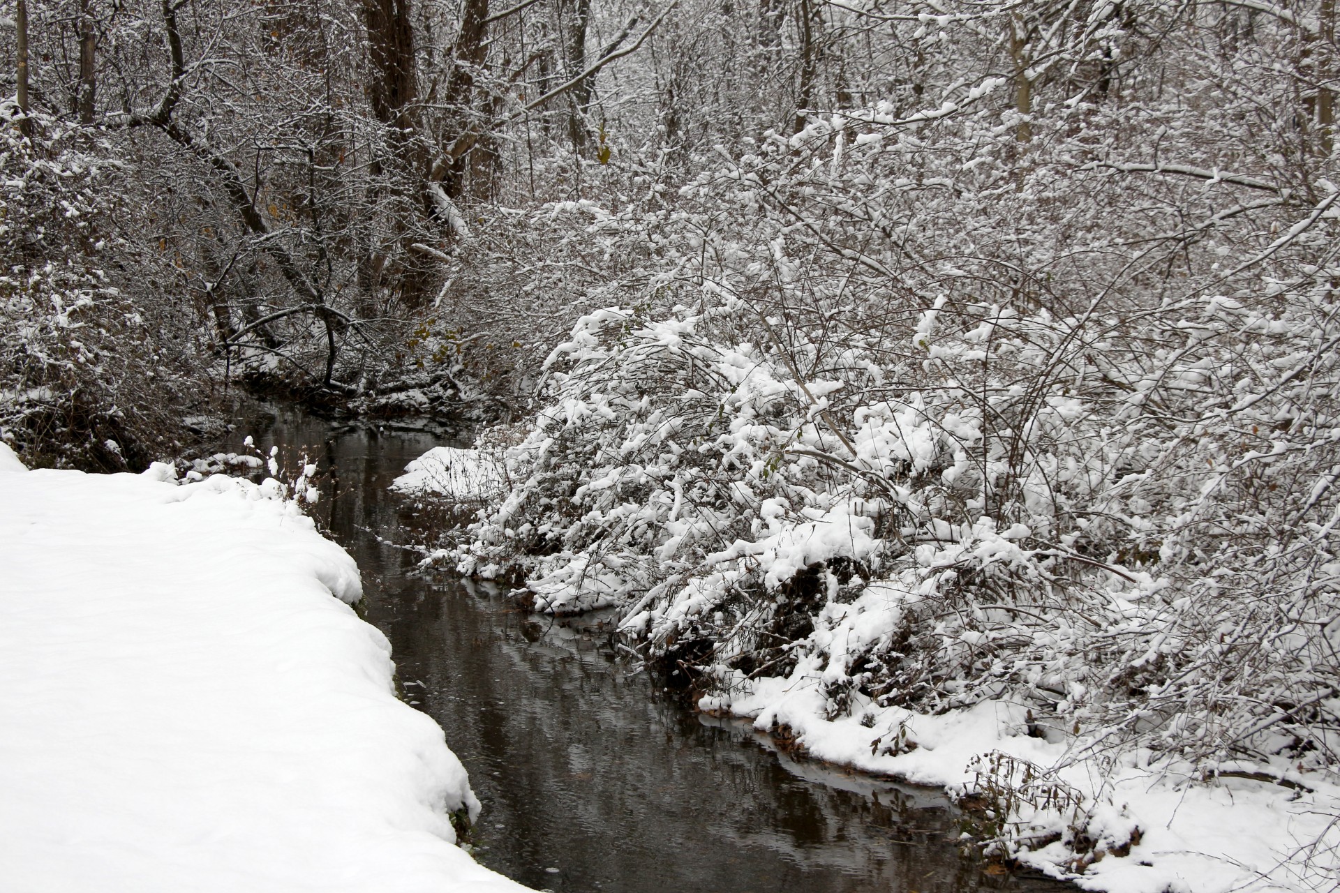 creek stream water free photo