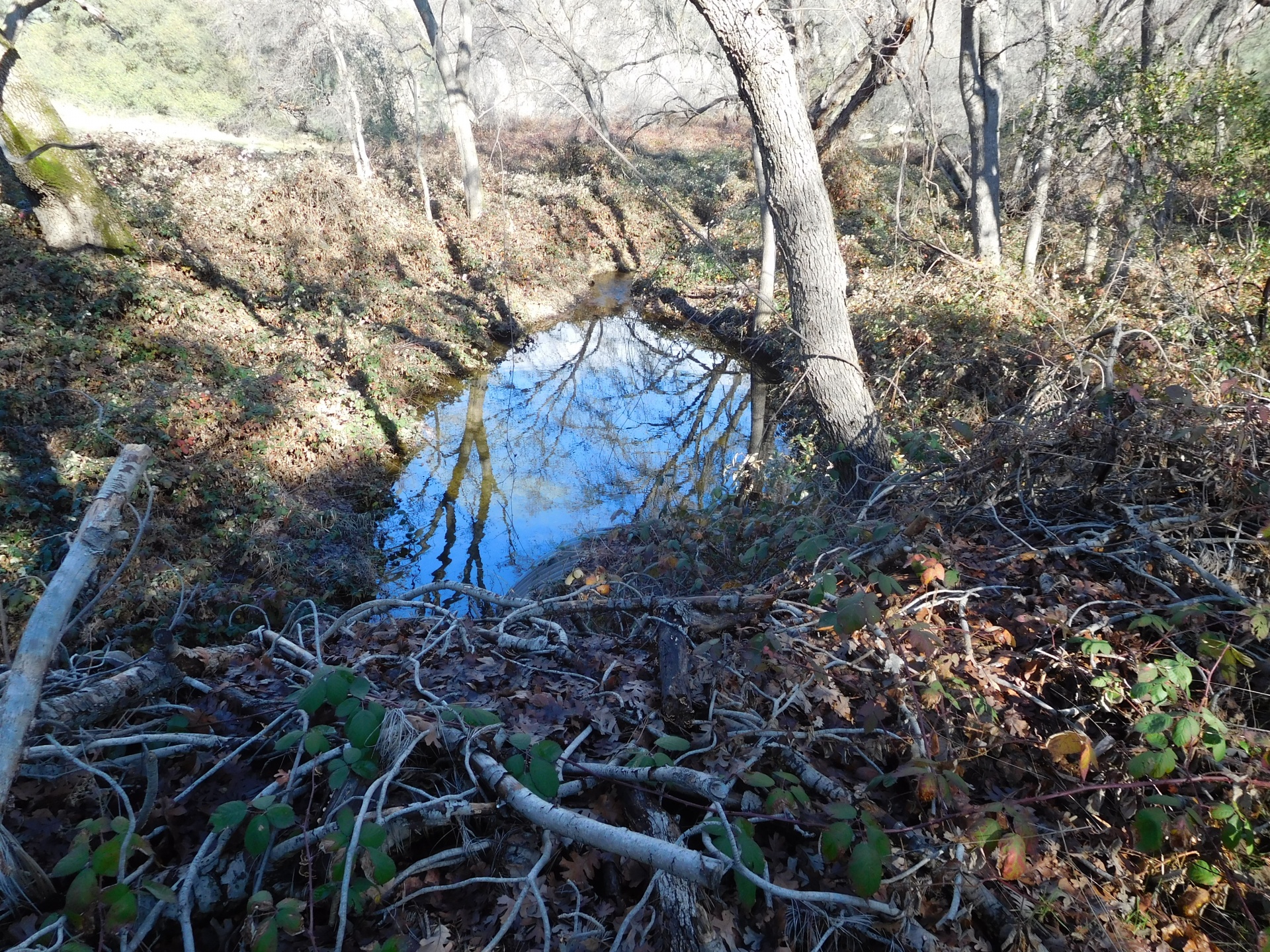 creek stream ravine free photo