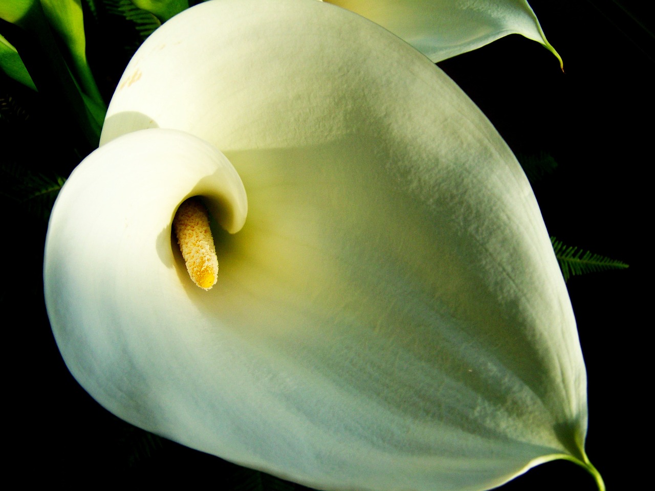 creeks white flower cut flower free photo