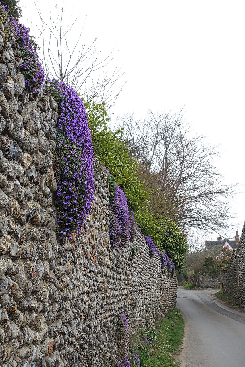 creeper wall purple free photo