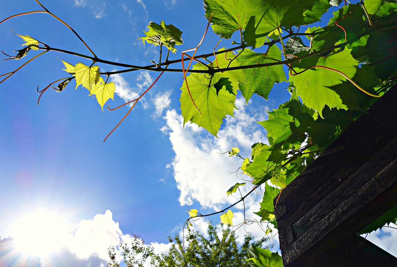 creeper ivy plant free photo