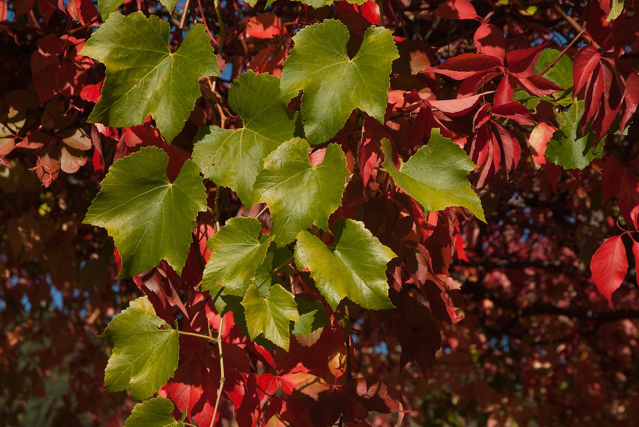creeper leaves fall free photo