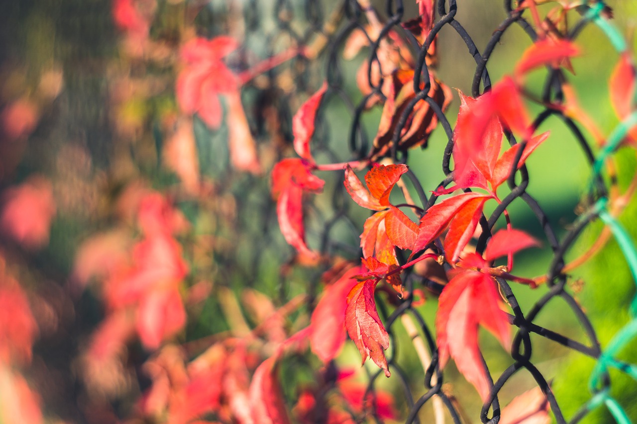 creeper foliage red free photo