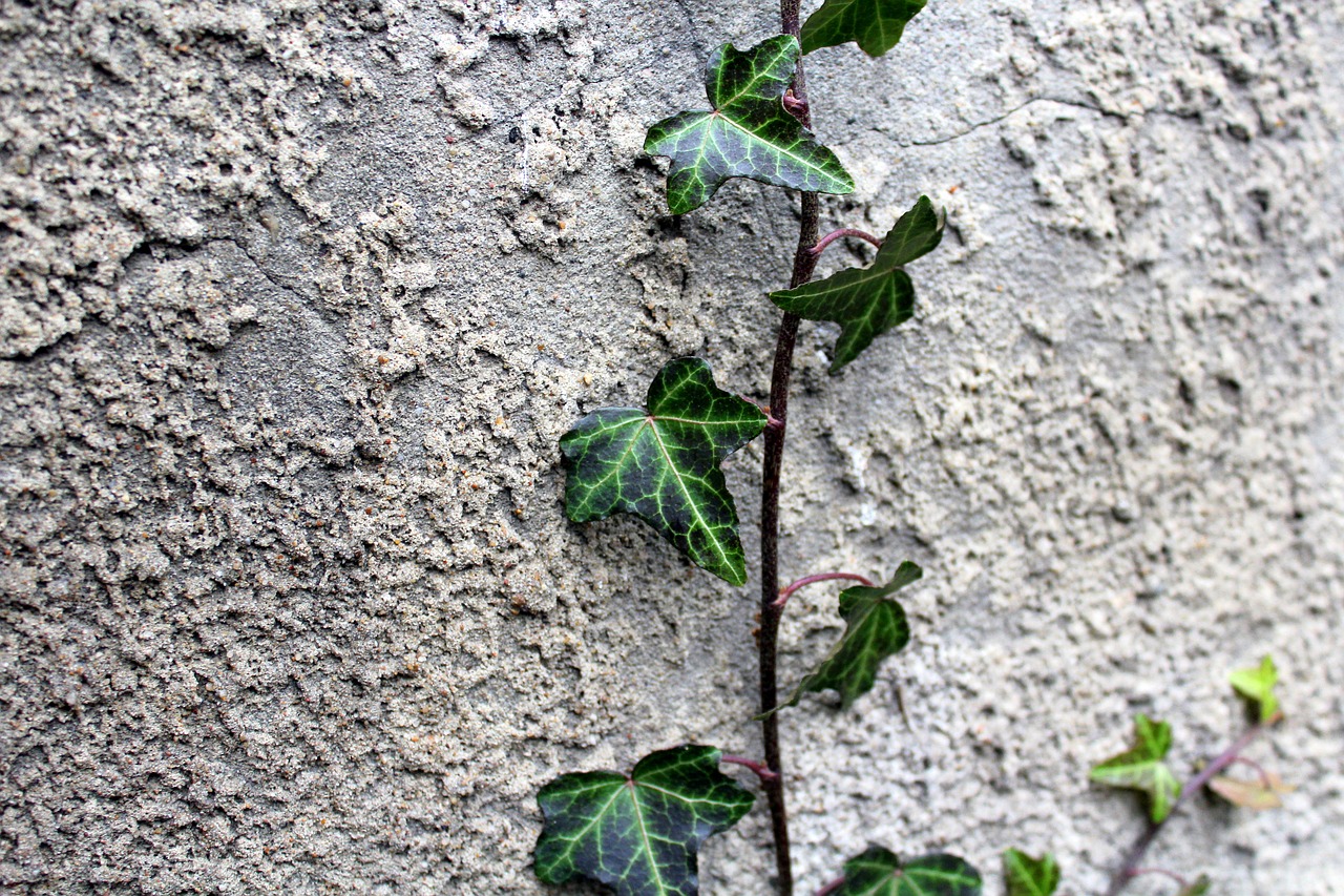 creeper ivy plant free photo