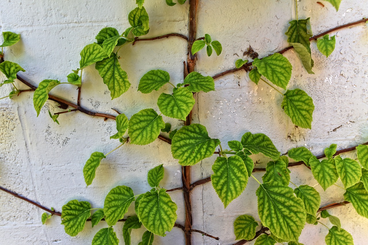 creeper  vine  leaves free photo