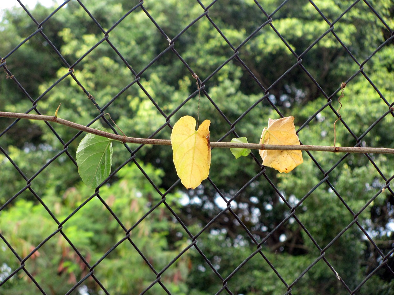 creeper leaves grid free photo