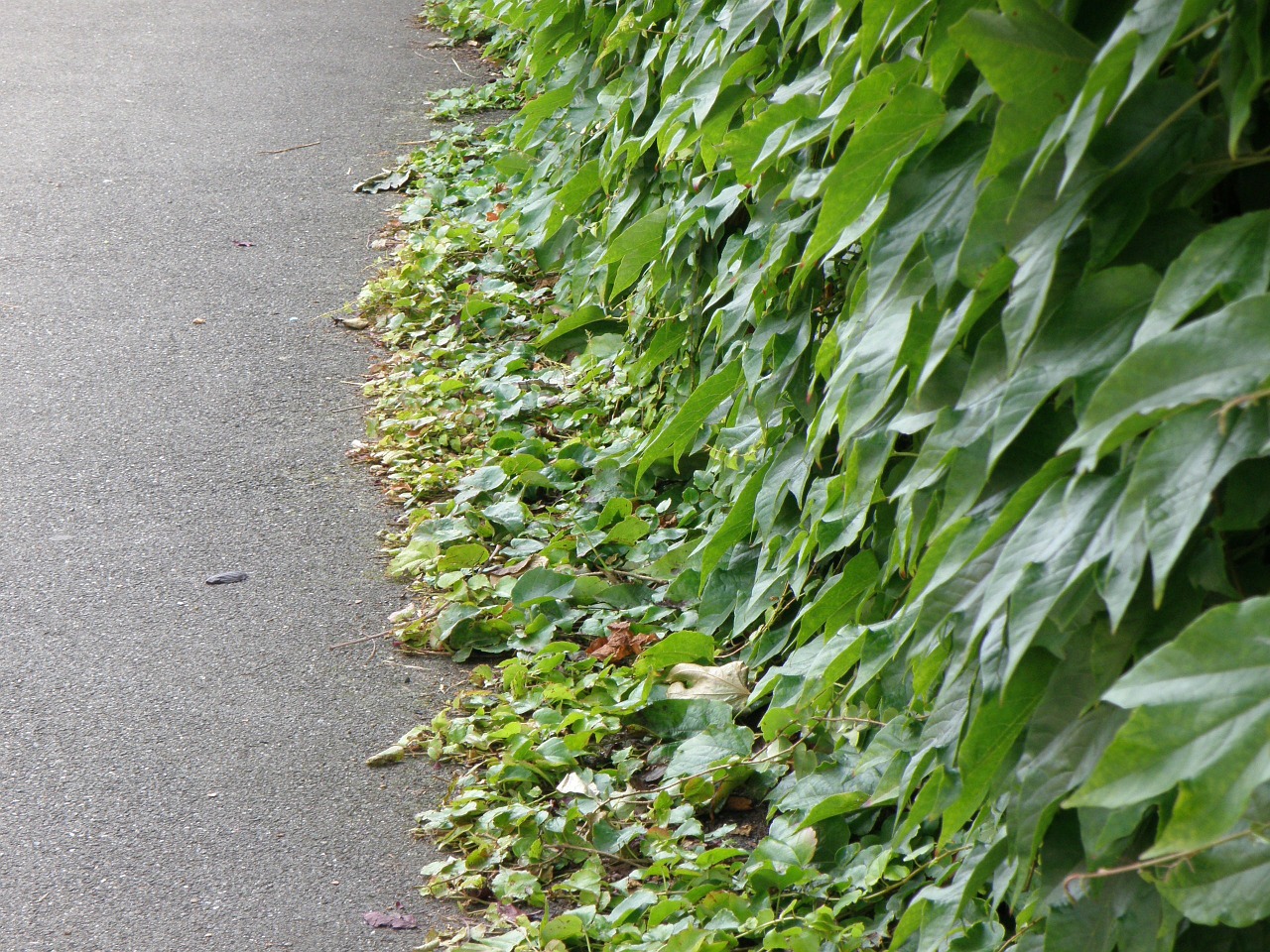 creeper foliage wall free photo