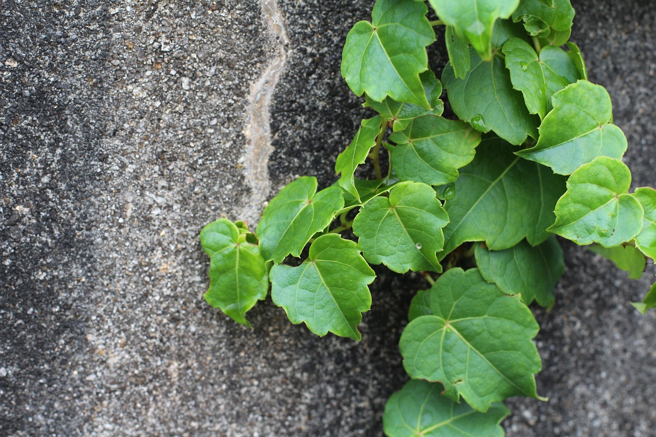 creeper plant nature free photo