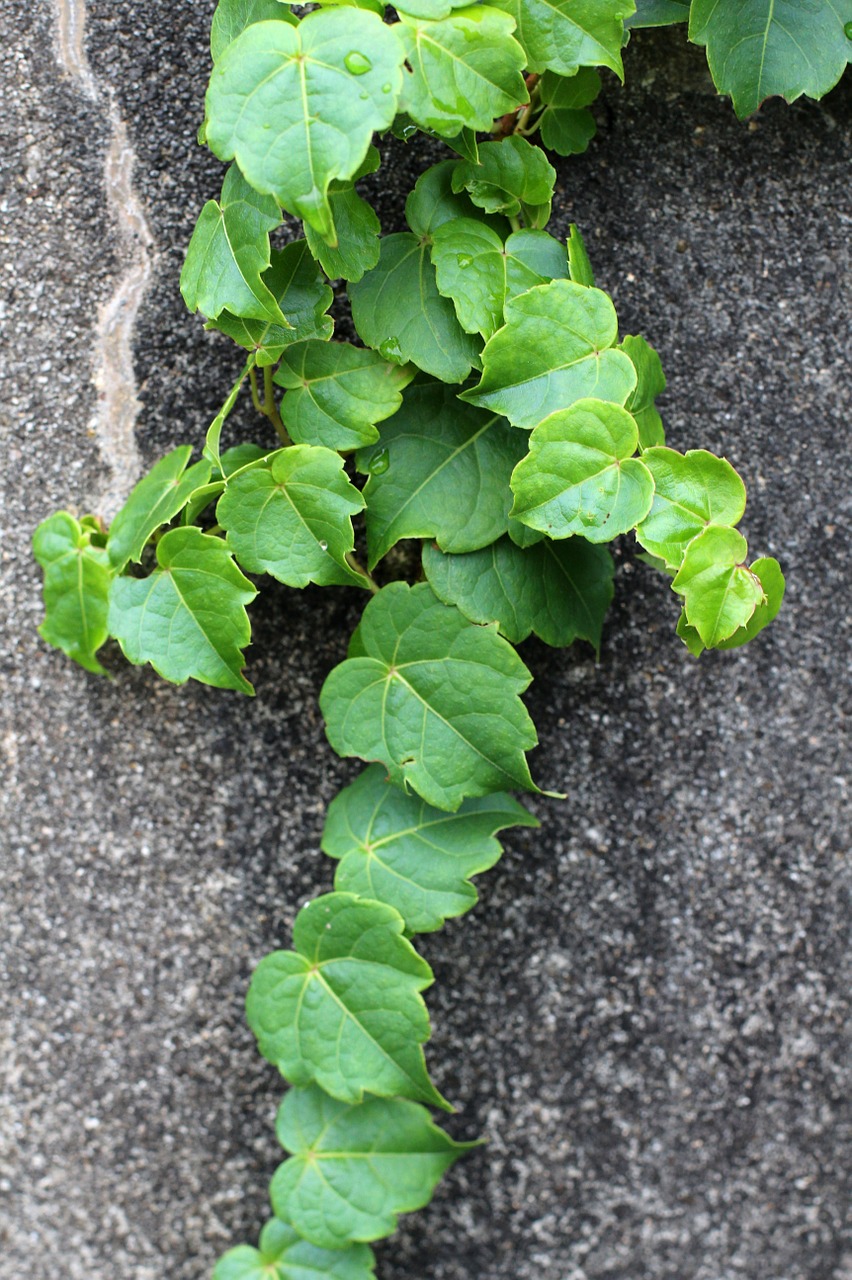 creeper plant nature free photo