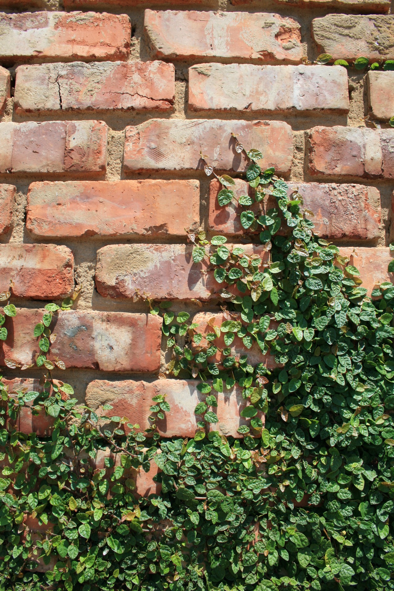 wall brick rows free photo