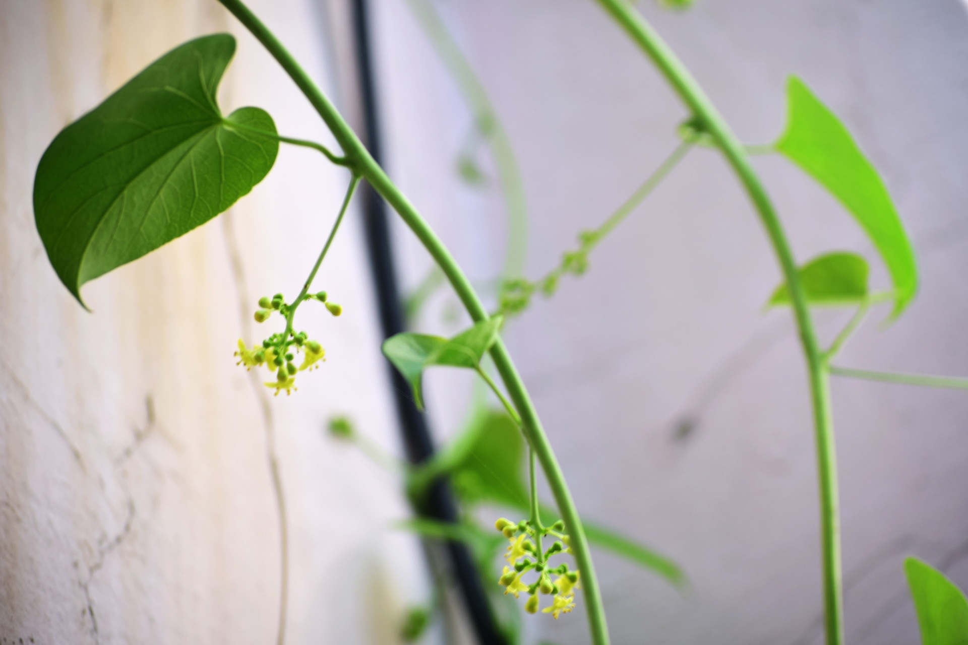 plant vines leaves free photo