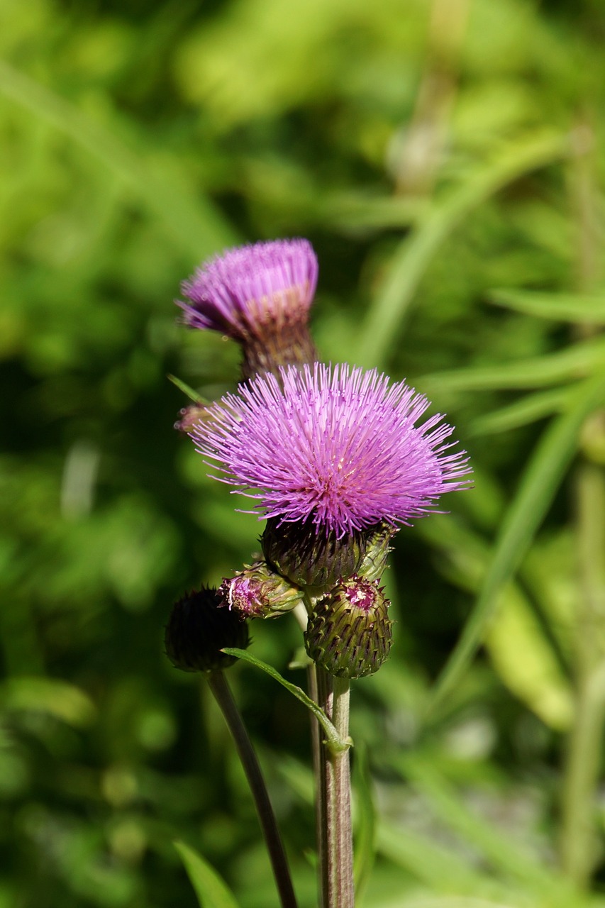 creeping thistle thistle wildflowers free photo