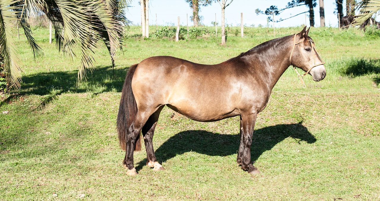 creole horse mare horse free photo