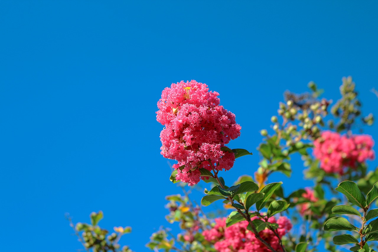 crepe myrtle pink flowers tree free photo