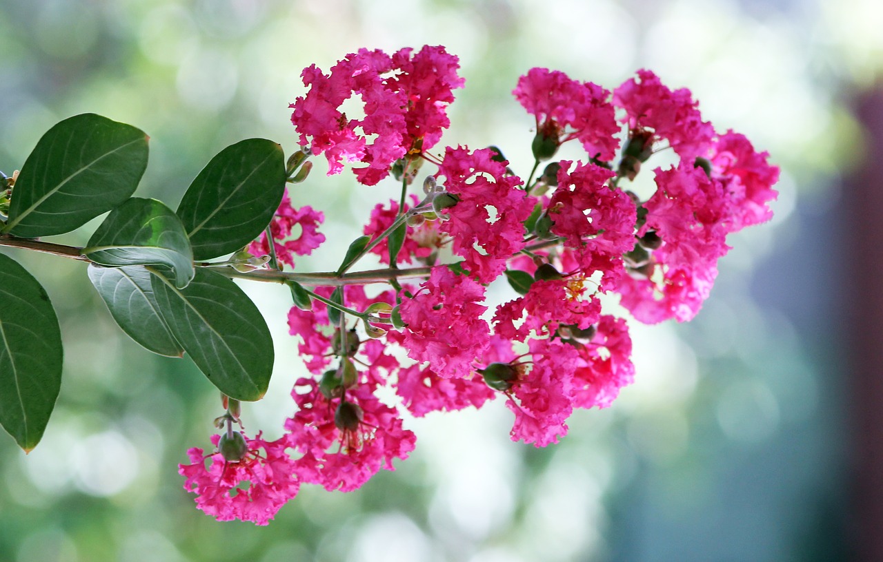 crepe myrtle pink flower free photo