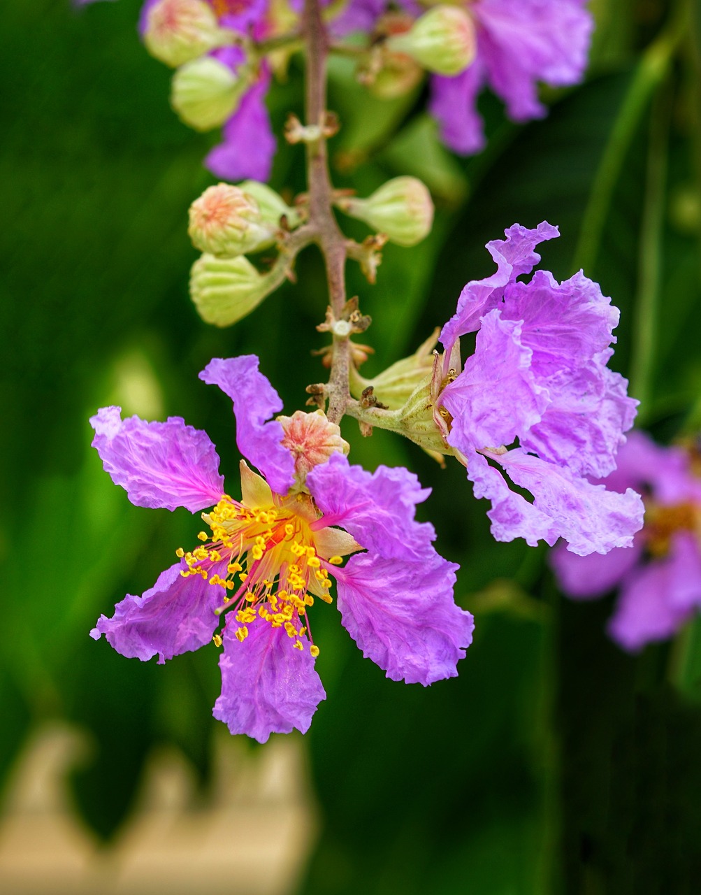 crepe myrtle  pride of india  wallace's woolly daisy free photo