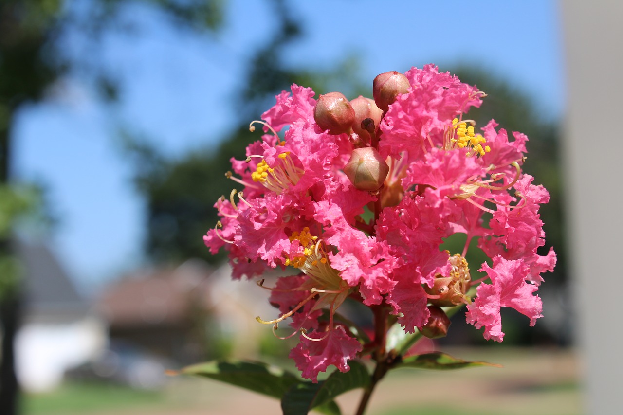 crepe myrtle  flowers  pink free photo