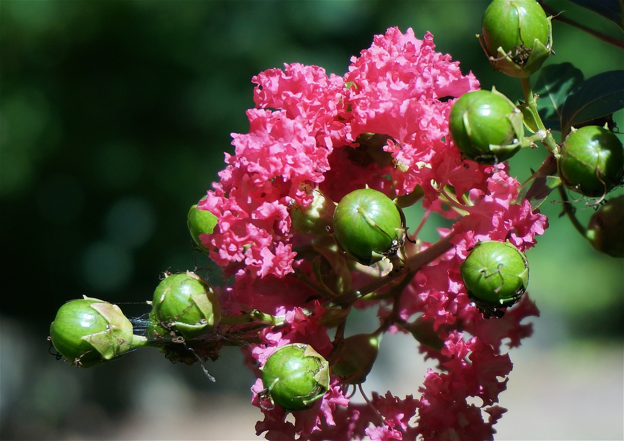 crepe myrtle with seed pods crepe myrtle flower free photo