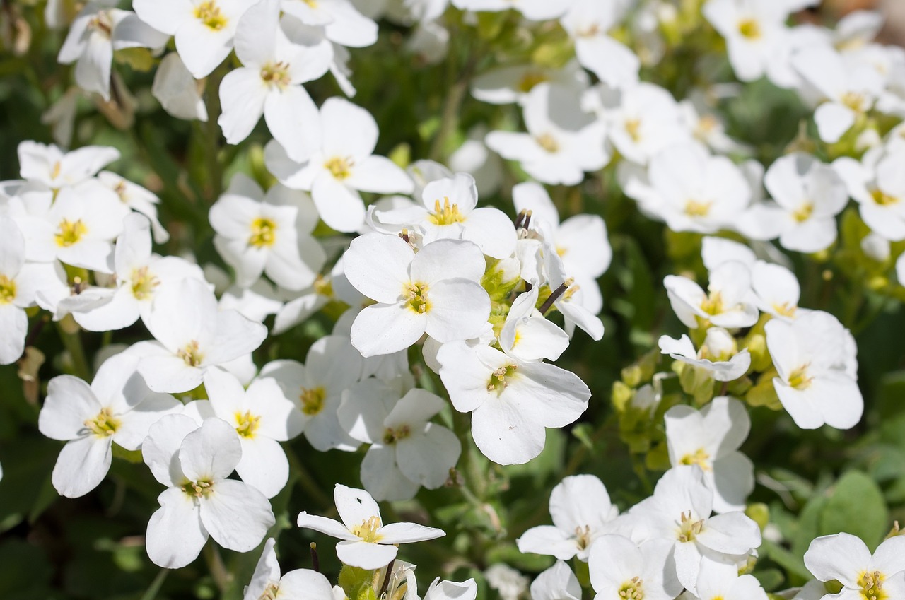 cress cruciferous flowers free photo